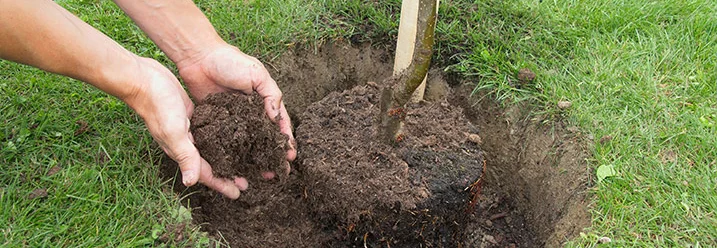 Person pflanzt Baum in Erde ein